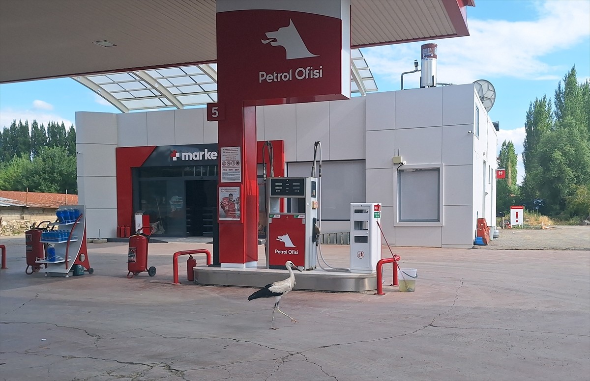 Sivas'ın Hafik ilçesinde bir leylek yavrusu uçamadığı için yakınındaki akaryakıt istasyonuna...