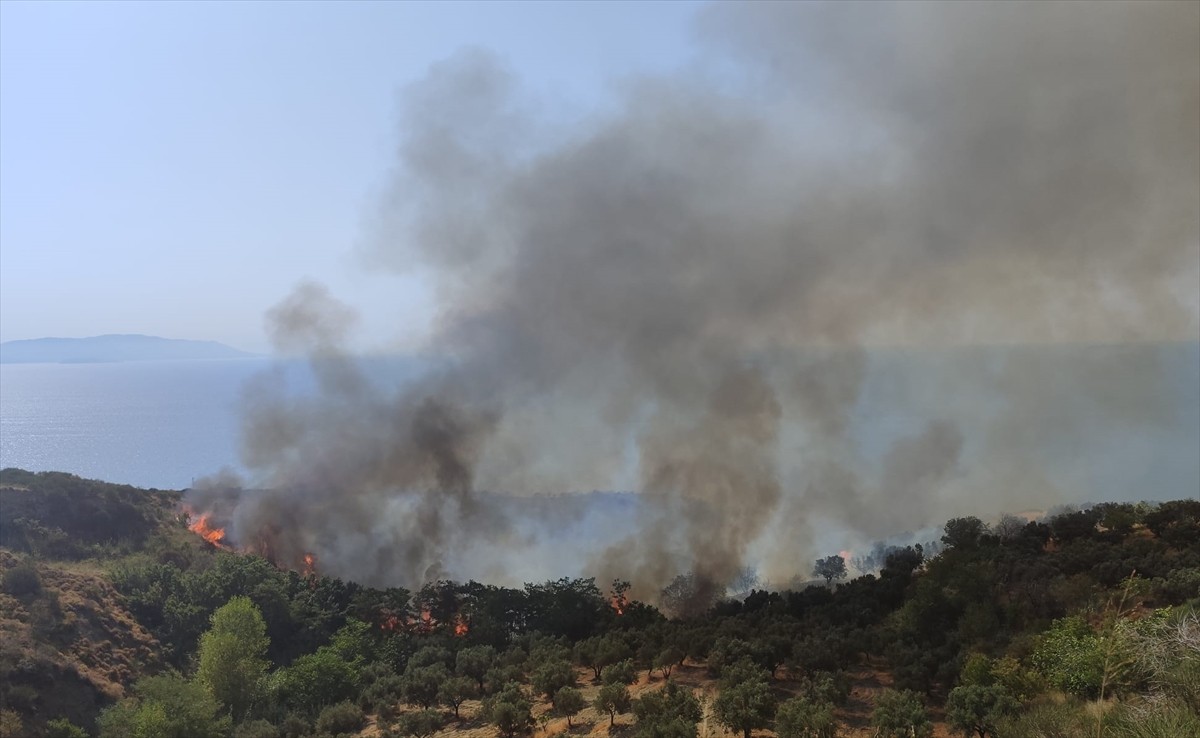  Tekirdağ'ın Şarköy ilçesinde makilik alanda çıkan yangına müdahale ediliyor.