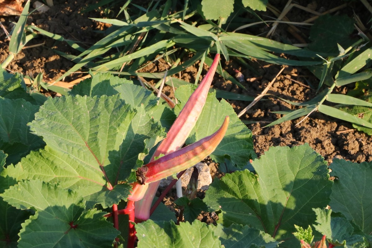 Tekirdağ'ın Şarköy ilesinde coğrafi işaret tescili bekleyen kınalı bamyanın hasadı...