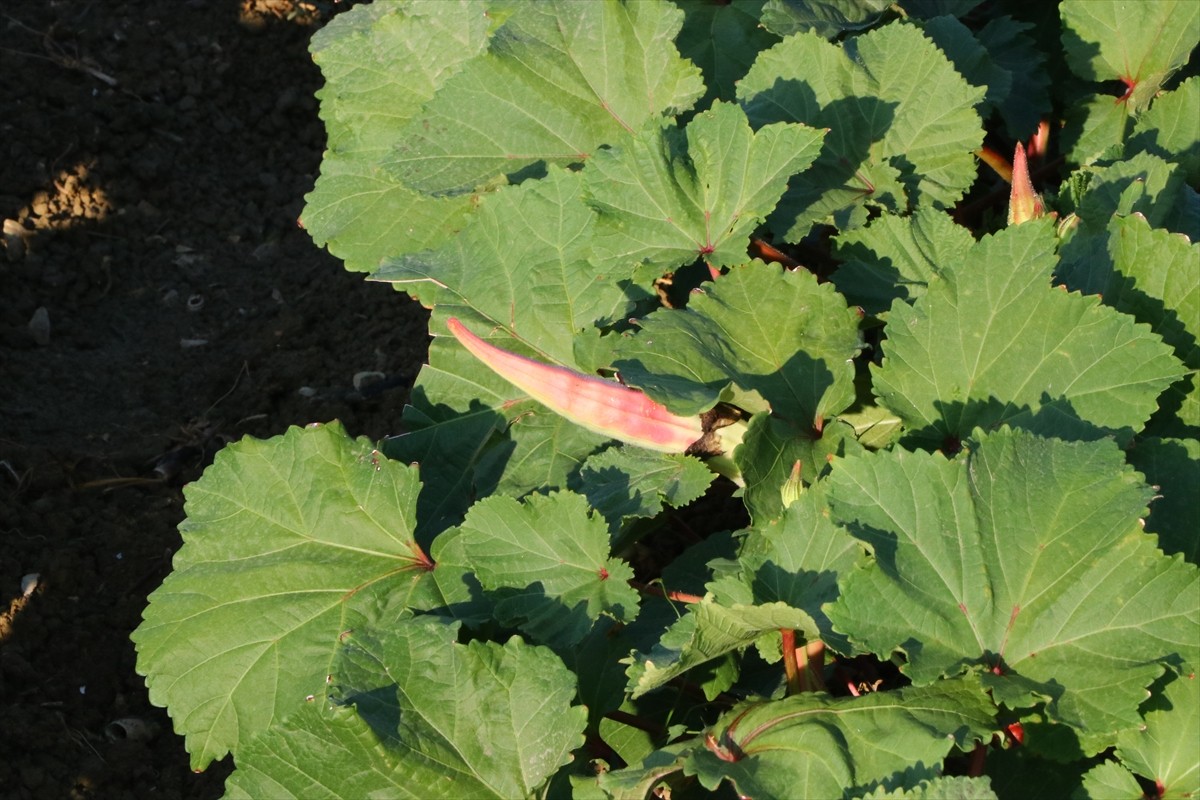 Tekirdağ'ın Şarköy ilesinde coğrafi işaret tescili bekleyen kınalı bamyanın hasadı...