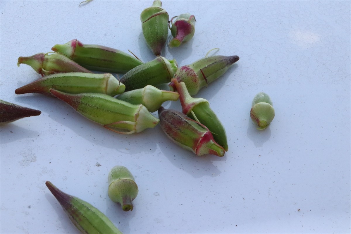Tekirdağ'ın Şarköy ilesinde coğrafi işaret tescili bekleyen kınalı bamyanın hasadı...