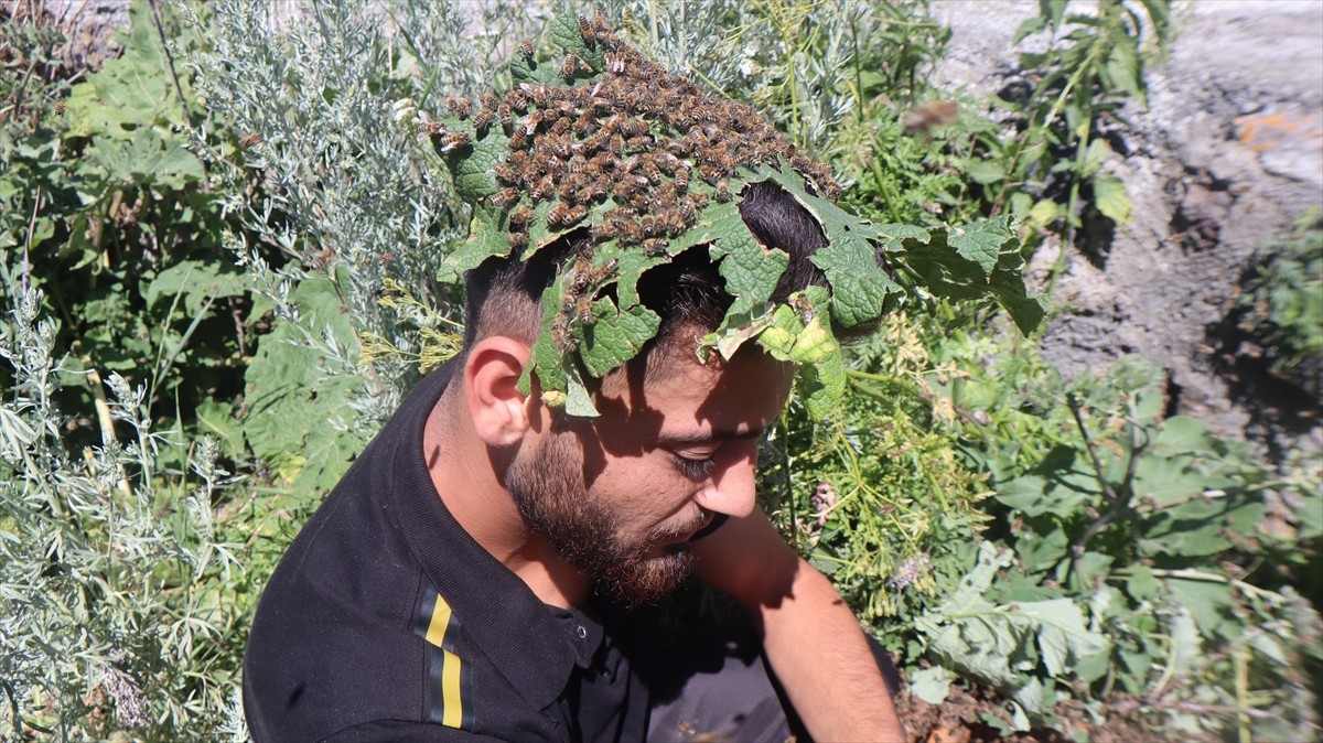 Türkiye'nin önemli bal üretim yerlerinden Kars'ta, bir süredir etkili olan sağanağın ardından...