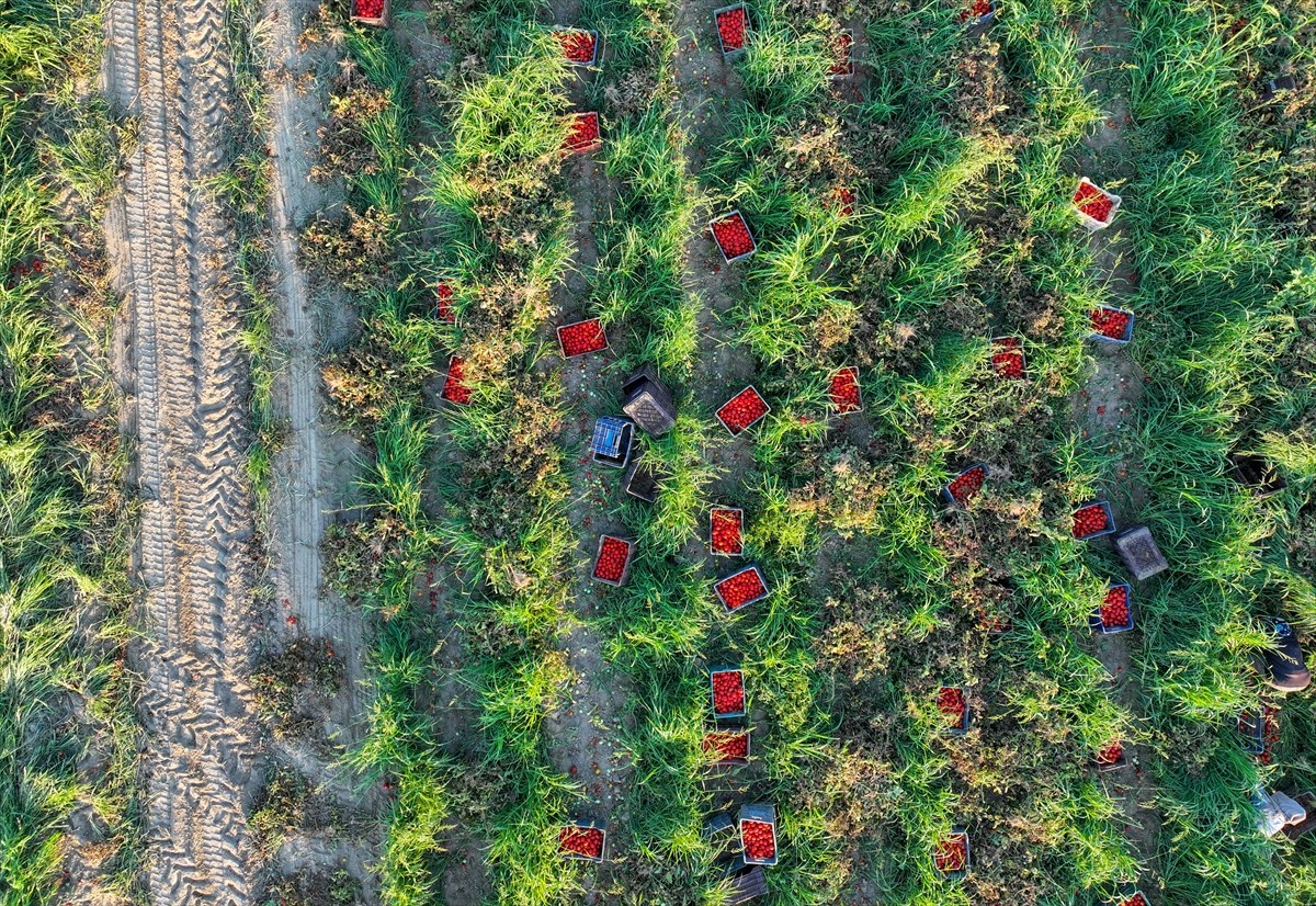 Türkiye'nin önemli tarım havzalarından İzmir'deki ovalarda yetiştirilen ve kavurucu sıcakta hasat...