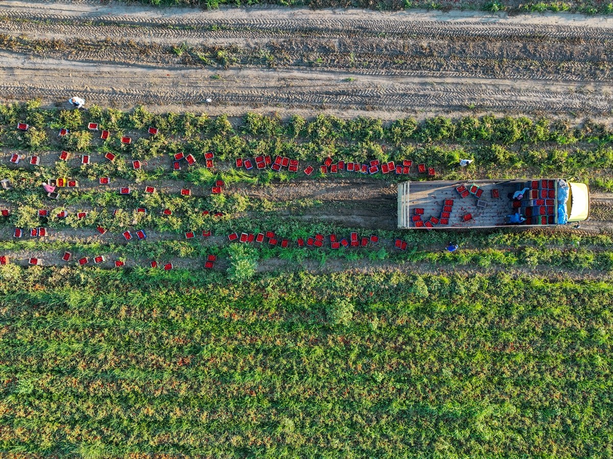 Türkiye'nin önemli tarım havzalarından İzmir'deki ovalarda yetiştirilen ve kavurucu sıcakta hasat...