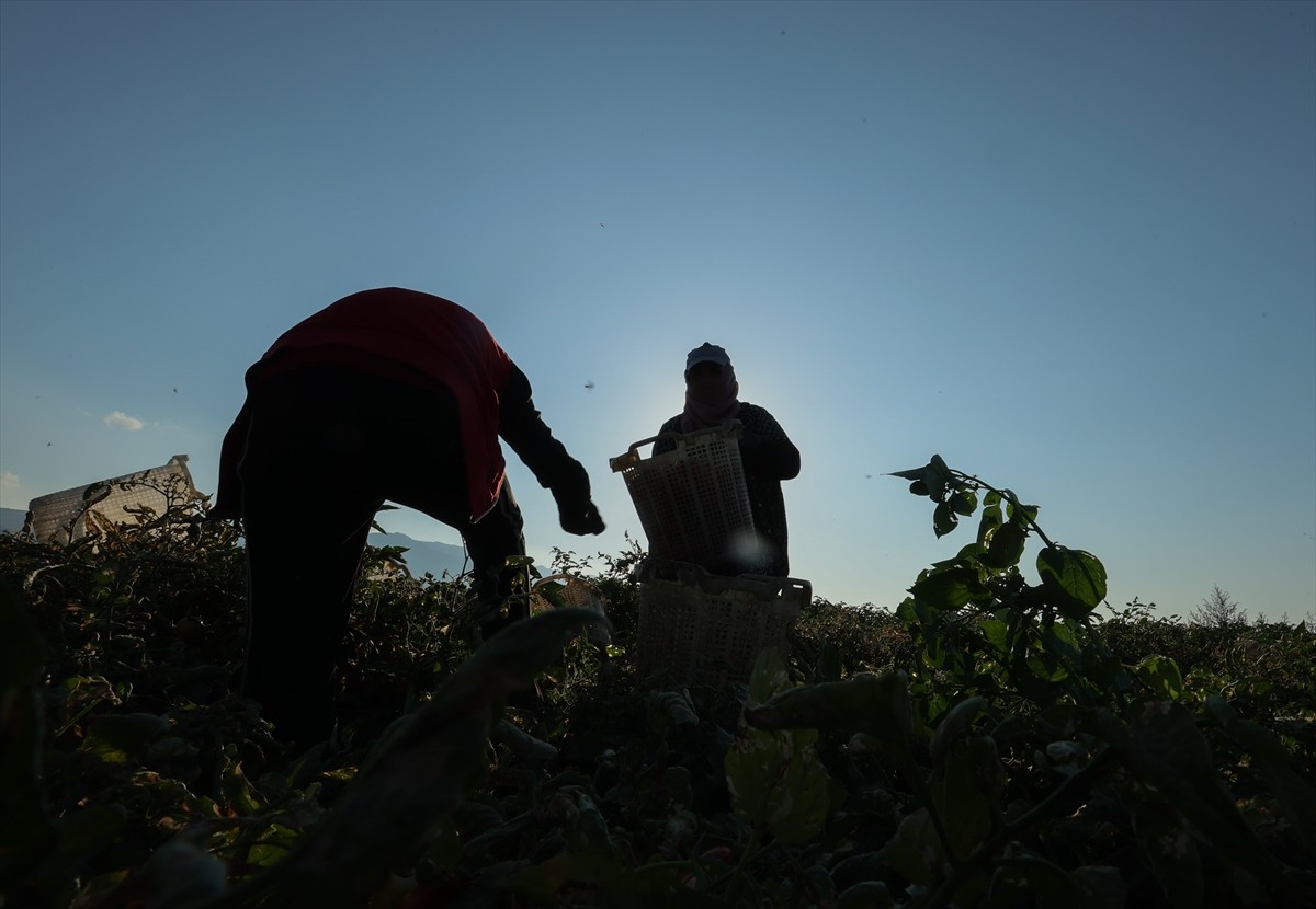 Türkiye'nin önemli tarım havzalarından İzmir'deki ovalarda yetiştirilen ve kavurucu sıcakta hasat...