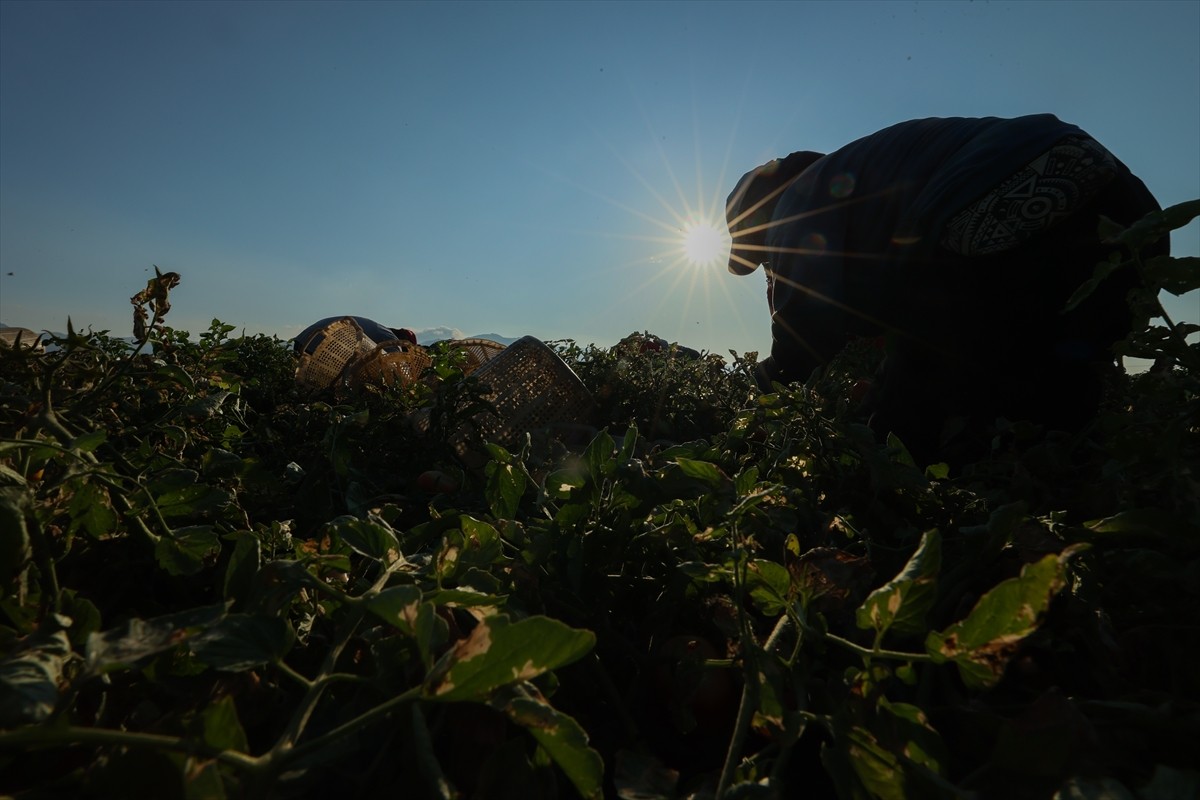 Türkiye'nin önemli tarım havzalarından İzmir'deki ovalarda yetiştirilen ve kavurucu sıcakta hasat...