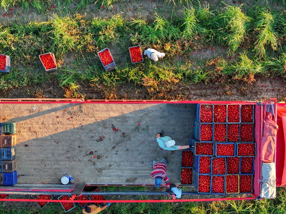 Türkiye'nin önemli tarım havzalarından İzmir'deki ovalarda yetiştirilen ve kavurucu sıcakta hasat...