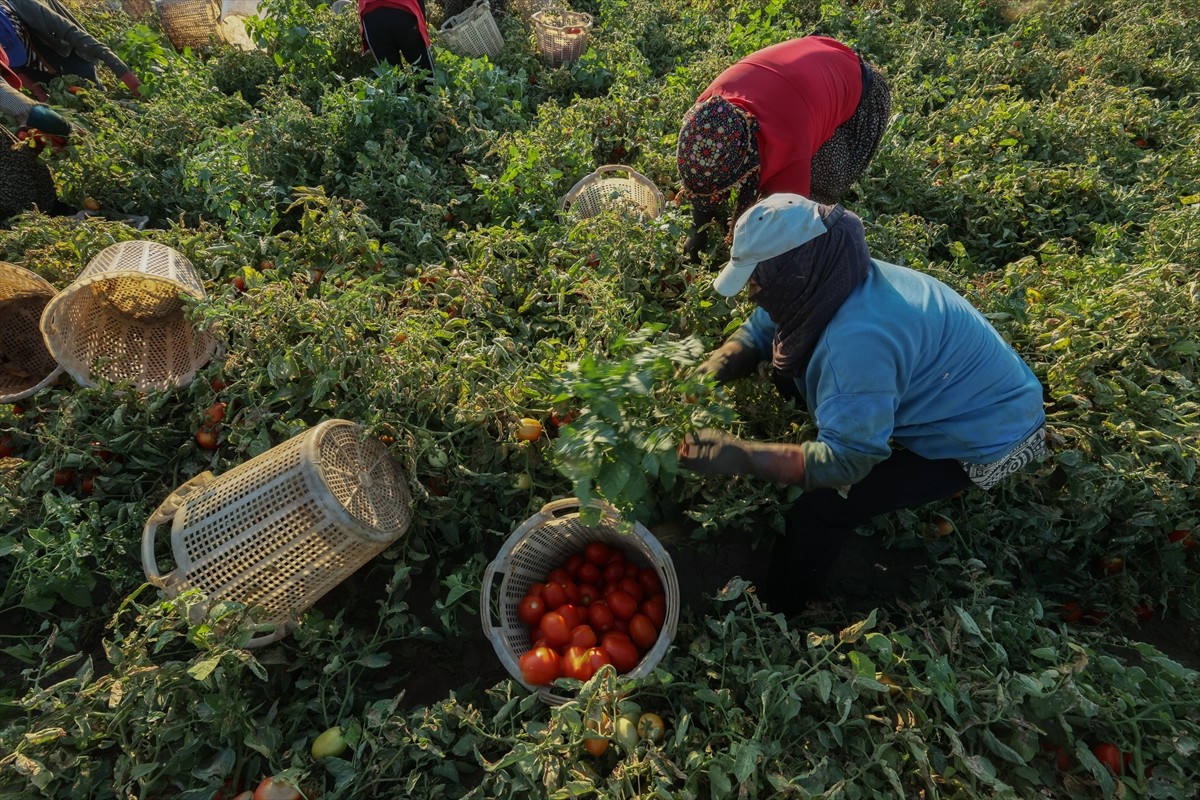 Türkiye'nin önemli tarım havzalarından İzmir'deki ovalarda yetiştirilen ve kavurucu sıcakta hasat...