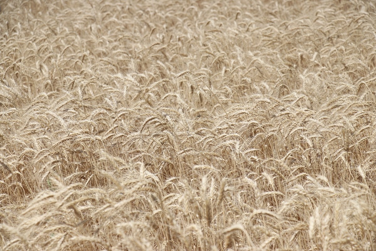 Ağrı'nın bereketli ovalarındaki buğday tarlalarında biçerdöverlerle hasat heyecanı...