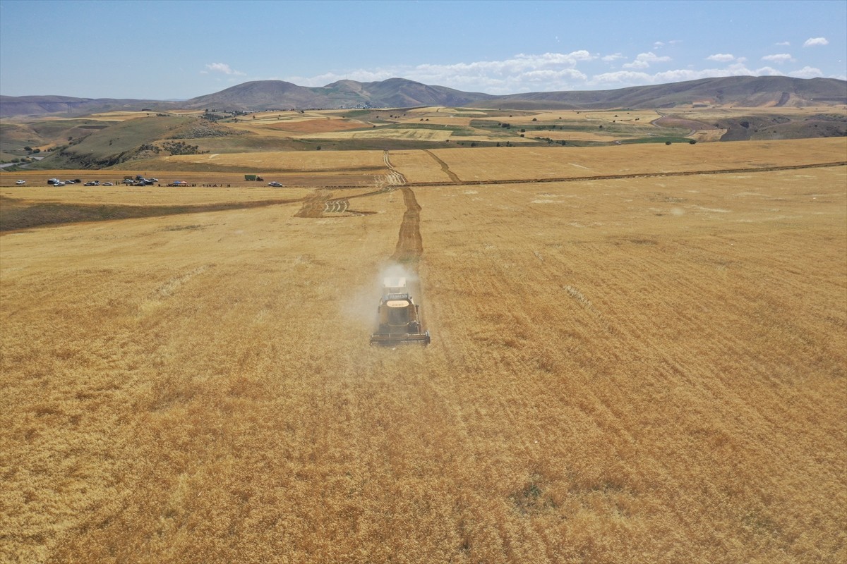 Ağrı'nın bereketli ovalarındaki buğday tarlalarında biçerdöverlerle hasat heyecanı...