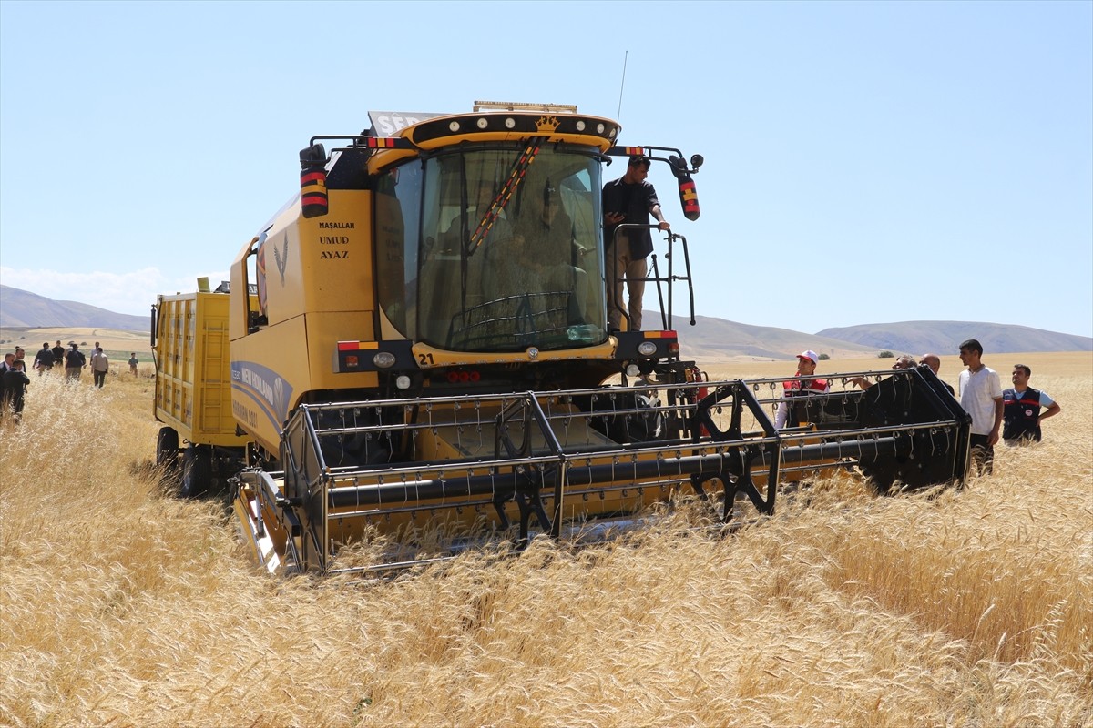 Ağrı'nın bereketli ovalarındaki buğday tarlalarında biçerdöverlerle hasat heyecanı...