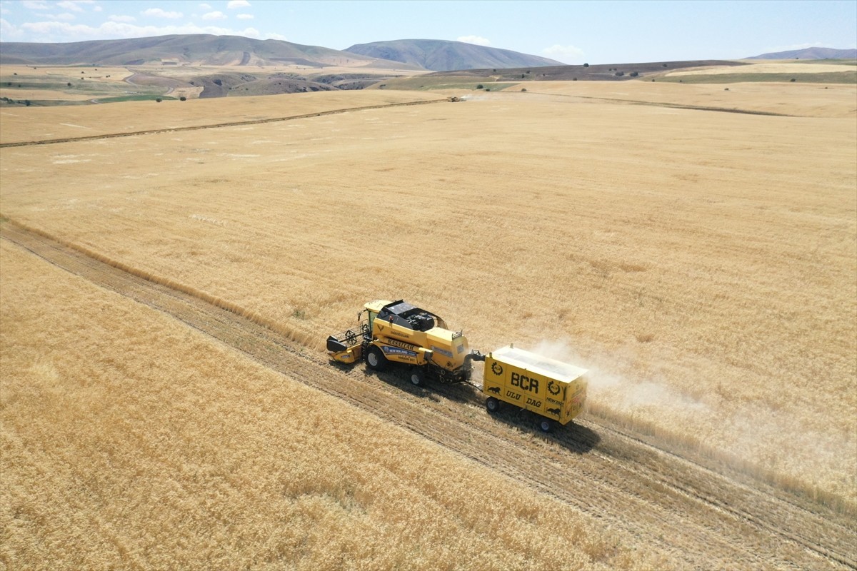 Ağrı'nın bereketli ovalarındaki buğday tarlalarında biçerdöverlerle hasat heyecanı...
