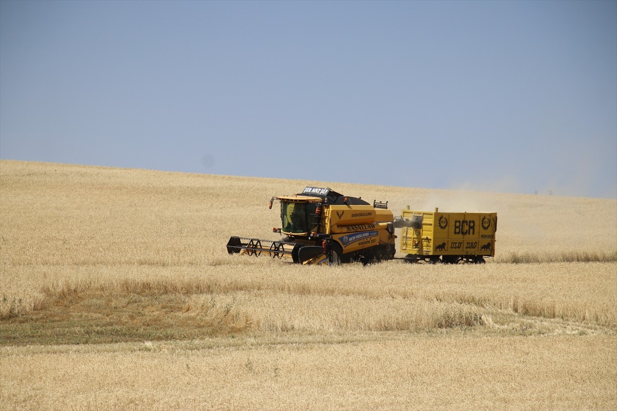 Ağrı'nın bereketli ovalarındaki buğday tarlalarında biçerdöverlerle hasat heyecanı...