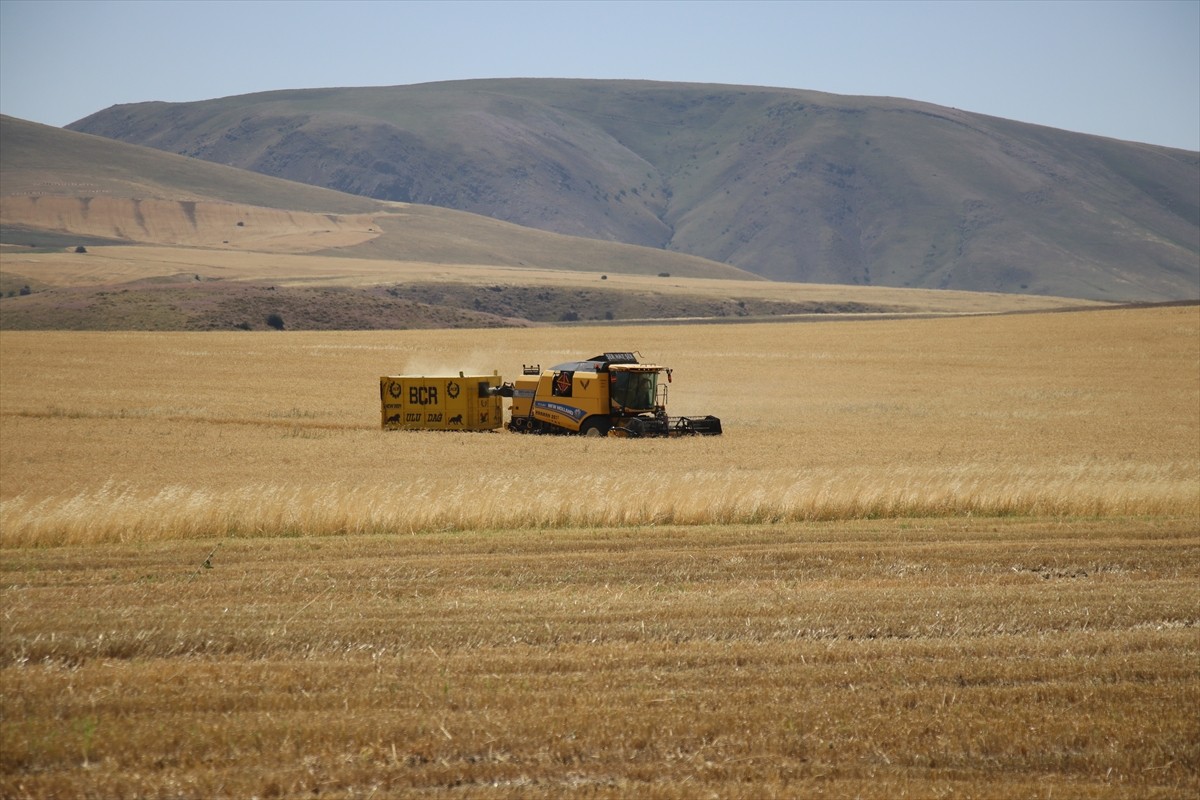 Ağrı'nın bereketli ovalarındaki buğday tarlalarında biçerdöverlerle hasat heyecanı...