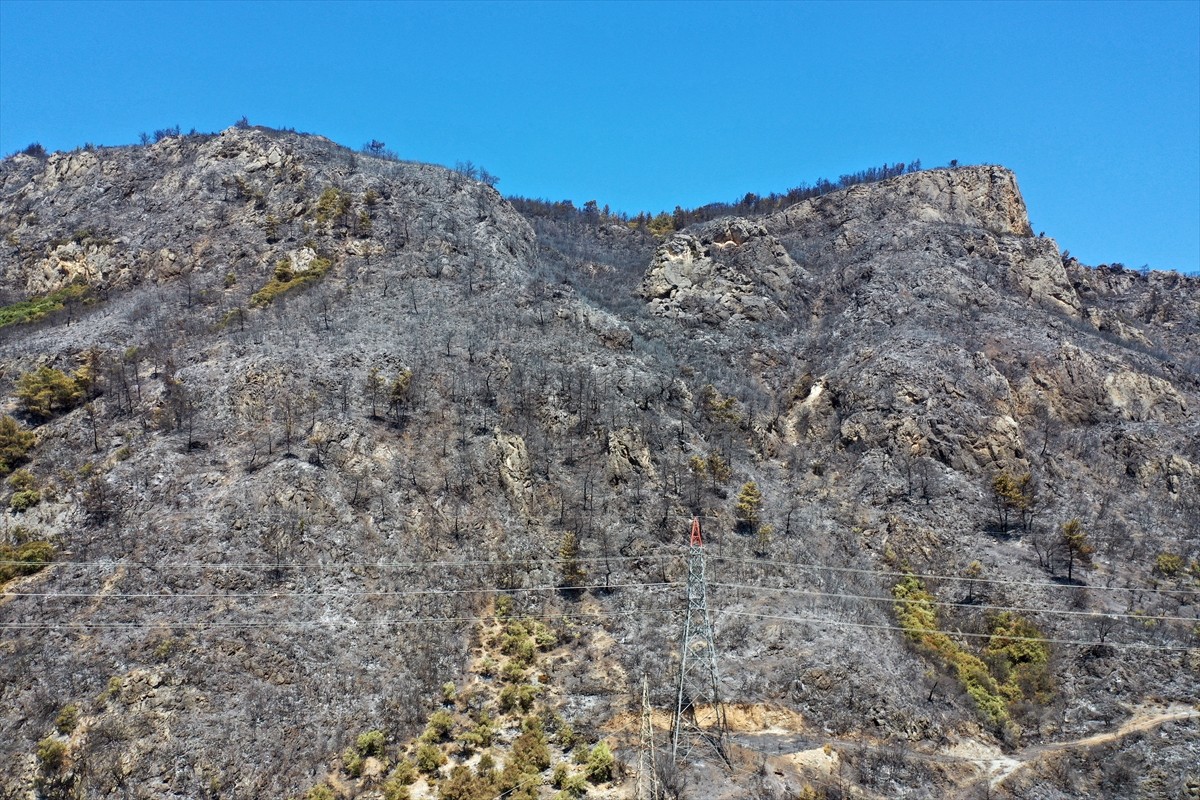 Aydın'da Germencik ilçesi Gümüşköy mevkisinde zeytinlik ve ormanlık alanda çıkan yangında 140...