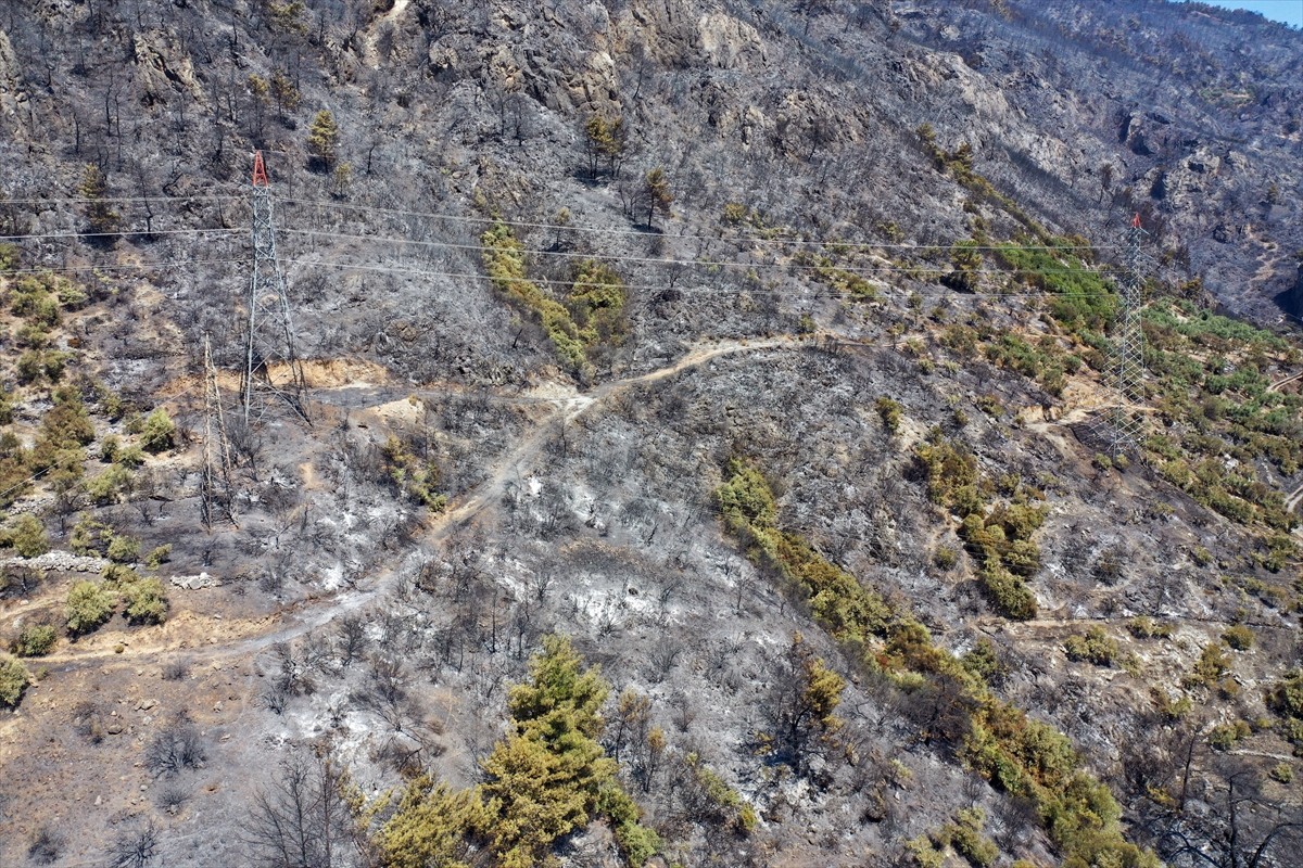Aydın'da Germencik ilçesi Gümüşköy mevkisinde zeytinlik ve ormanlık alanda çıkan yangında 140...