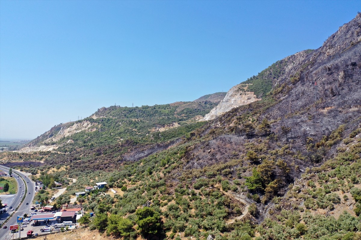 Aydın'da Germencik ilçesi Gümüşköy mevkisinde zeytinlik ve ormanlık alanda çıkan yangında 140...
