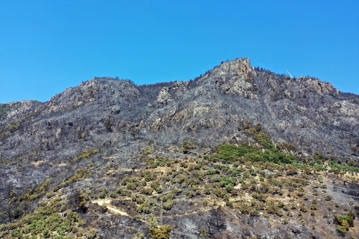 Aydın'da Germencik ilçesi Gümüşköy mevkisinde zeytinlik ve ormanlık alanda çıkan yangında 140...