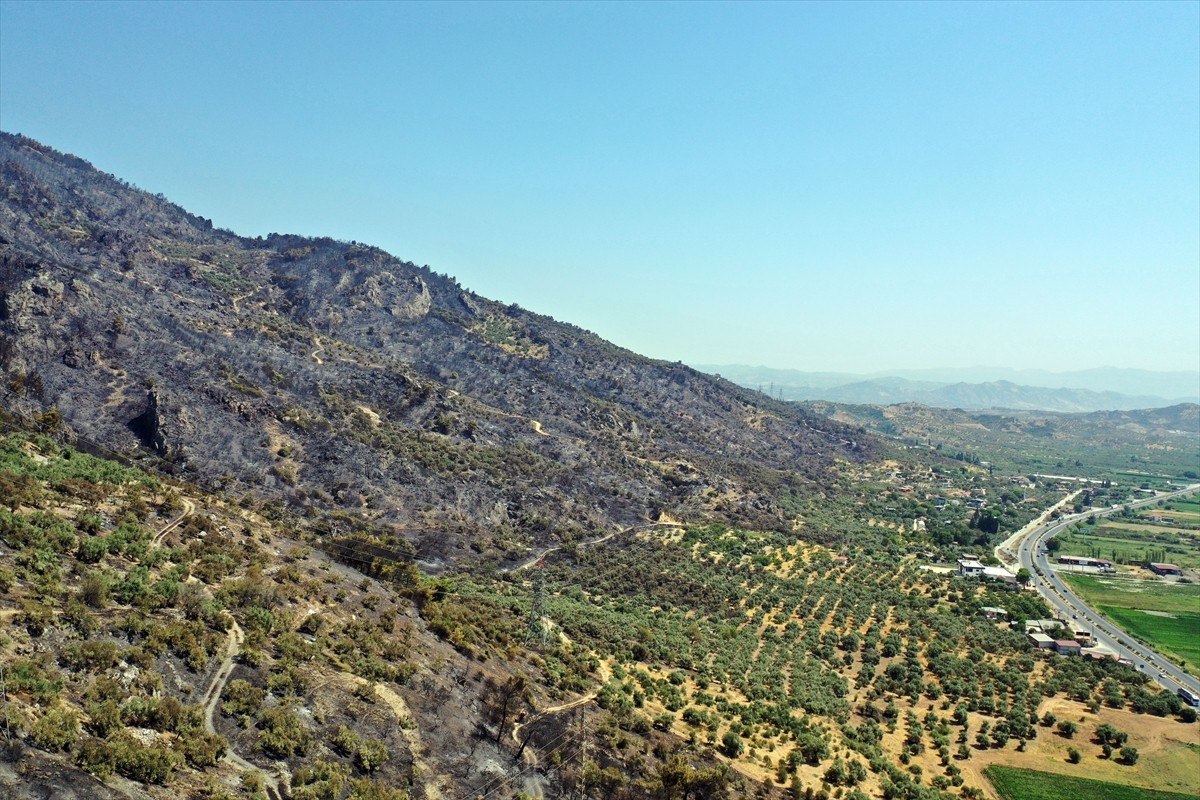 Aydın'da Germencik ilçesi Gümüşköy mevkisinde zeytinlik ve ormanlık alanda çıkan yangında 140...