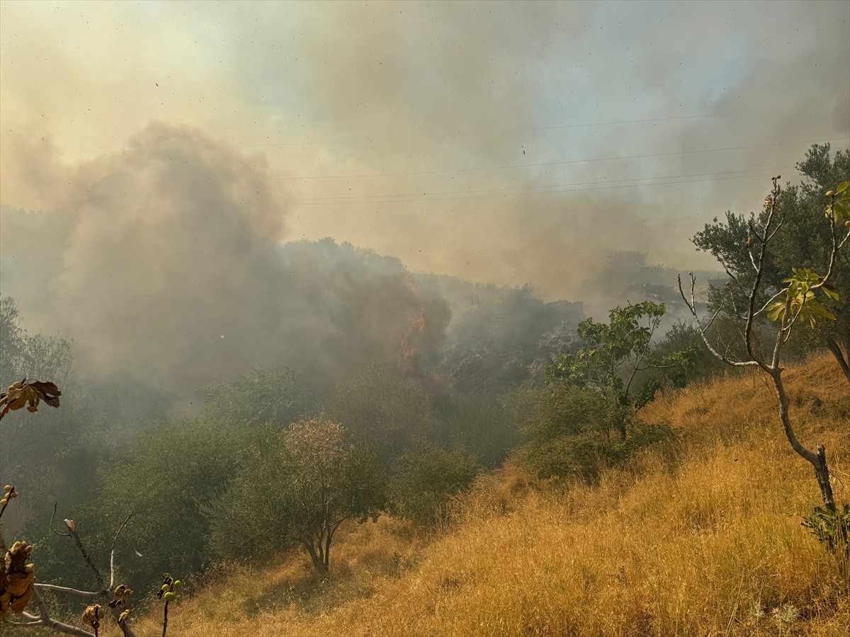 Aydın'ın Germencik ilçesinde, zeytinlik ve ormanlık alanda çıkan yangına havadan ve karadan...