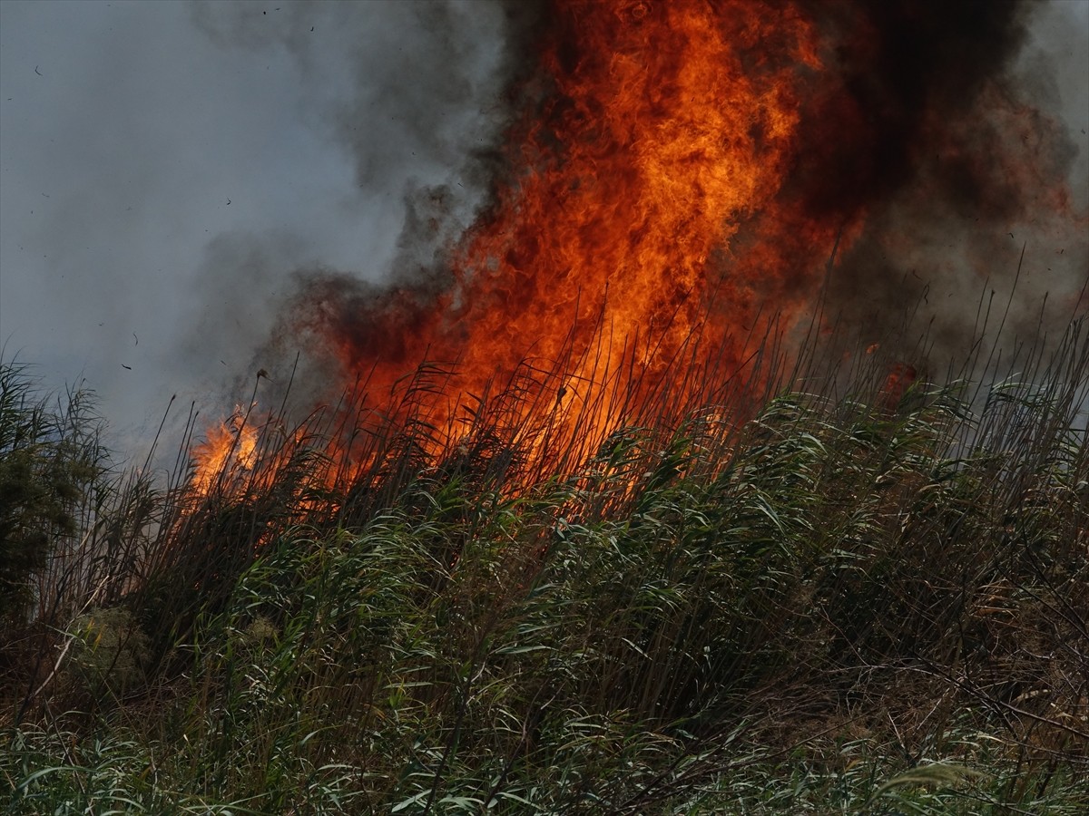 Balıkesir'in Edremit ilçesinde sazlık alanda 3 ayrı noktada çıkan yangın, itfaiyenin müdahalesiyle...