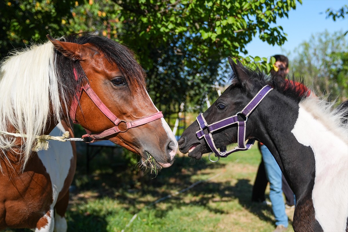 Balıkesir Üniversitesi Öğretim Üyesi Prof. Dr. Mehmet Can Gündüz başkanlığındaki bir ekibin...