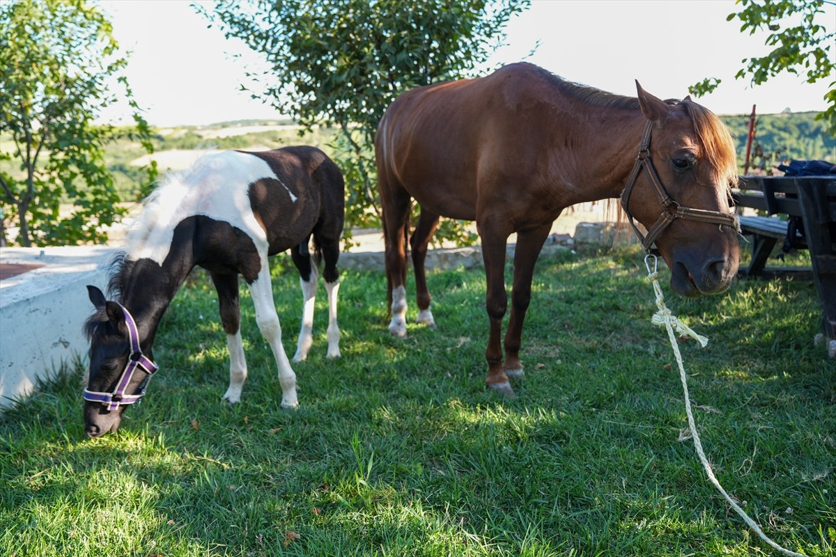 Balıkesir Üniversitesi Öğretim Üyesi Prof. Dr. Mehmet Can Gündüz başkanlığındaki bir ekibin...
