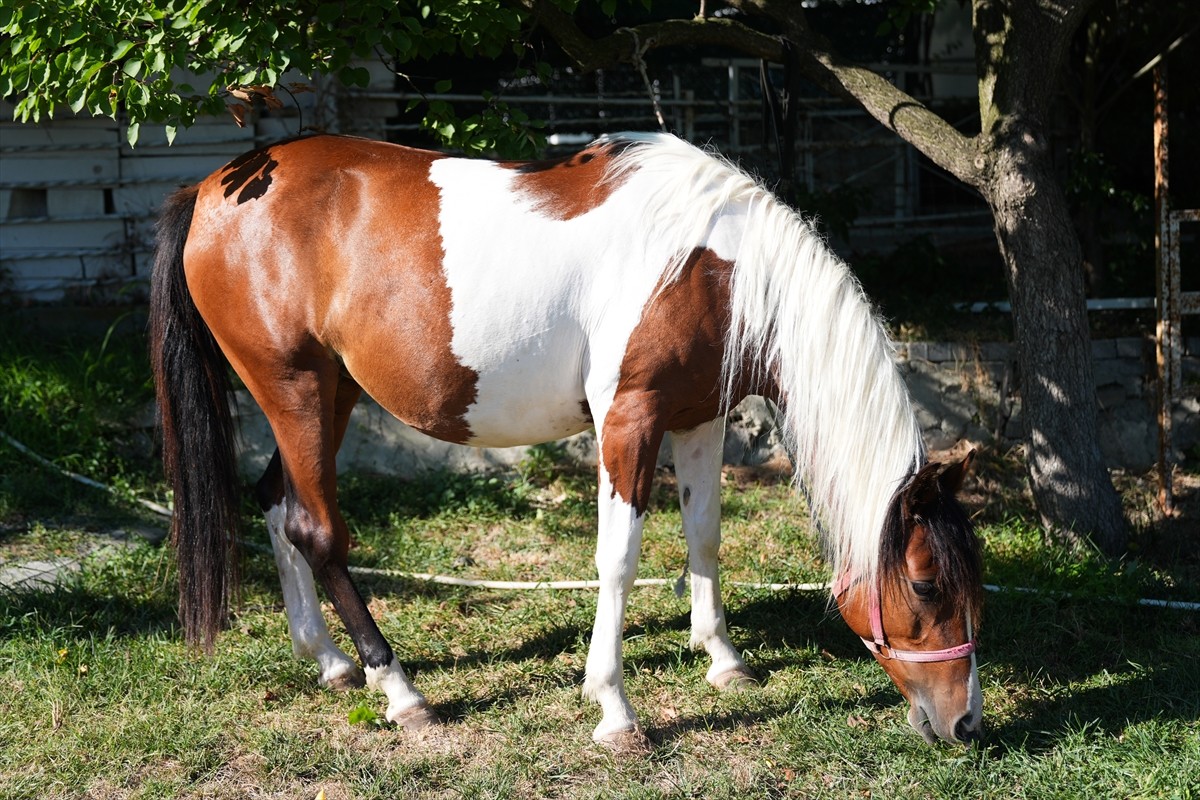 Balıkesir Üniversitesi Öğretim Üyesi Prof. Dr. Mehmet Can Gündüz başkanlığındaki bir ekibin...