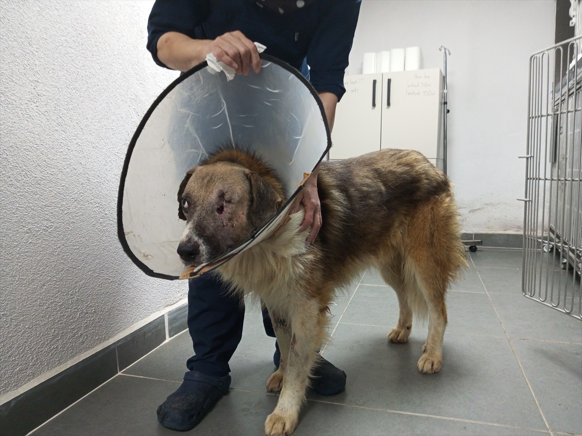 Bartın'da kimliği belirsiz kişiler tarafından silahla vurulan sahipsiz köpeğin tedavisi sürüyor....