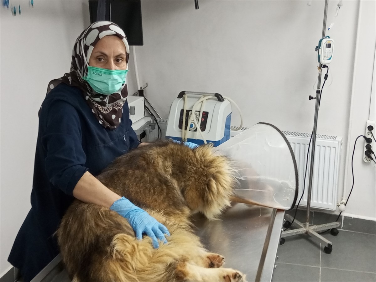 Bartın'da kimliği belirsiz kişiler tarafından silahla vurulan sahipsiz köpeğin tedavisi sürüyor....