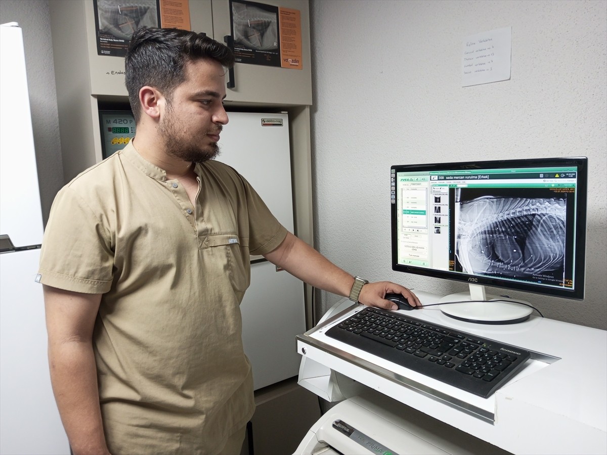 Bartın'da kimliği belirsiz kişiler tarafından silahla vurulan sahipsiz köpeğin tedavisi sürüyor....