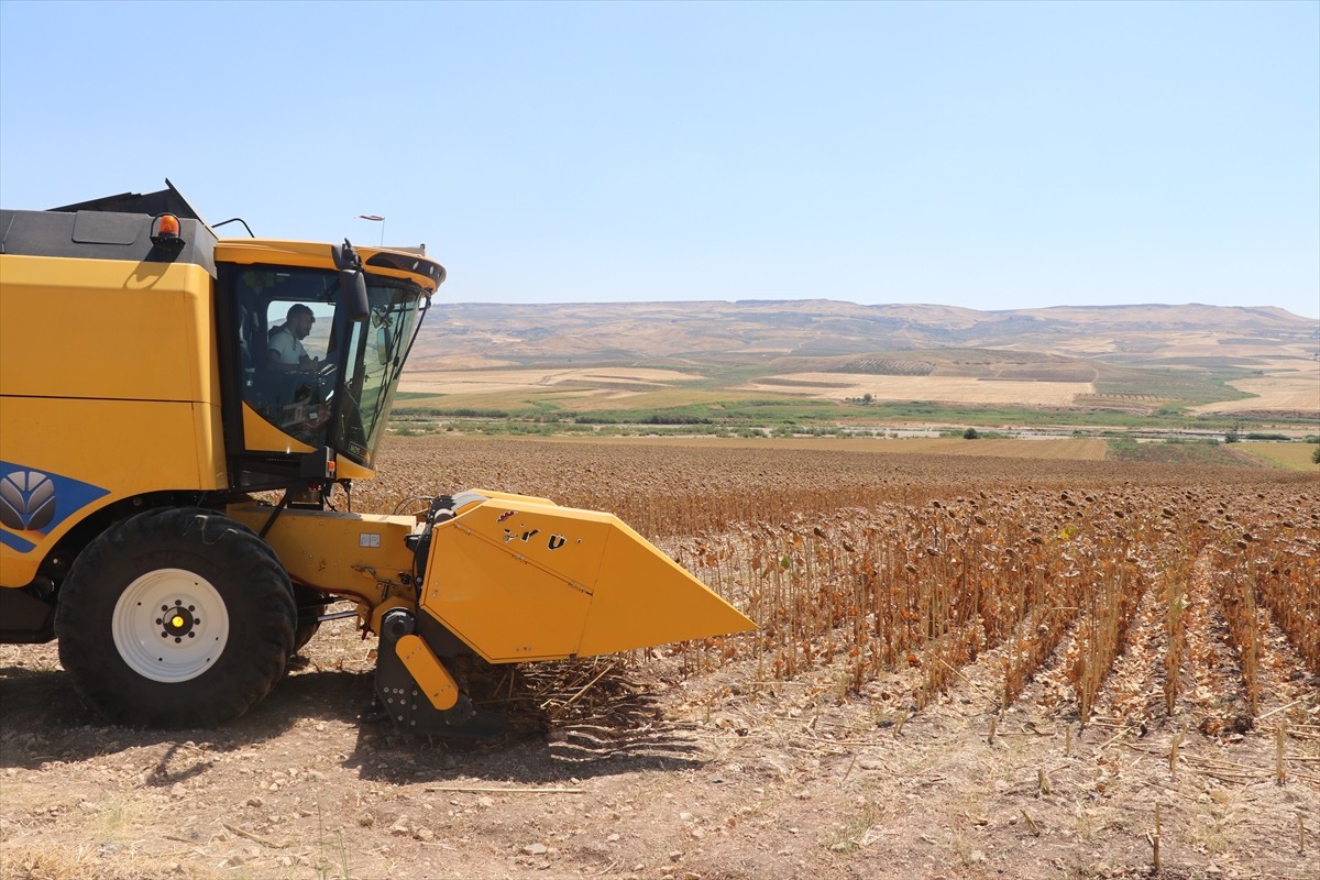 Batman’da bu yıl ilk kez ekimi gerçekleştirilen yağlık ayçiçeği hasadı düzenlenen etkinlikle...
