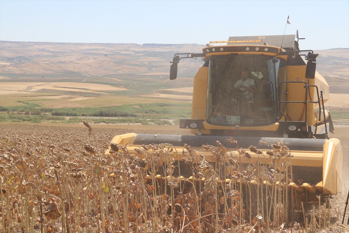 Batman’da bu yıl ilk kez ekimi gerçekleştirilen yağlık ayçiçeği hasadı düzenlenen etkinlikle...