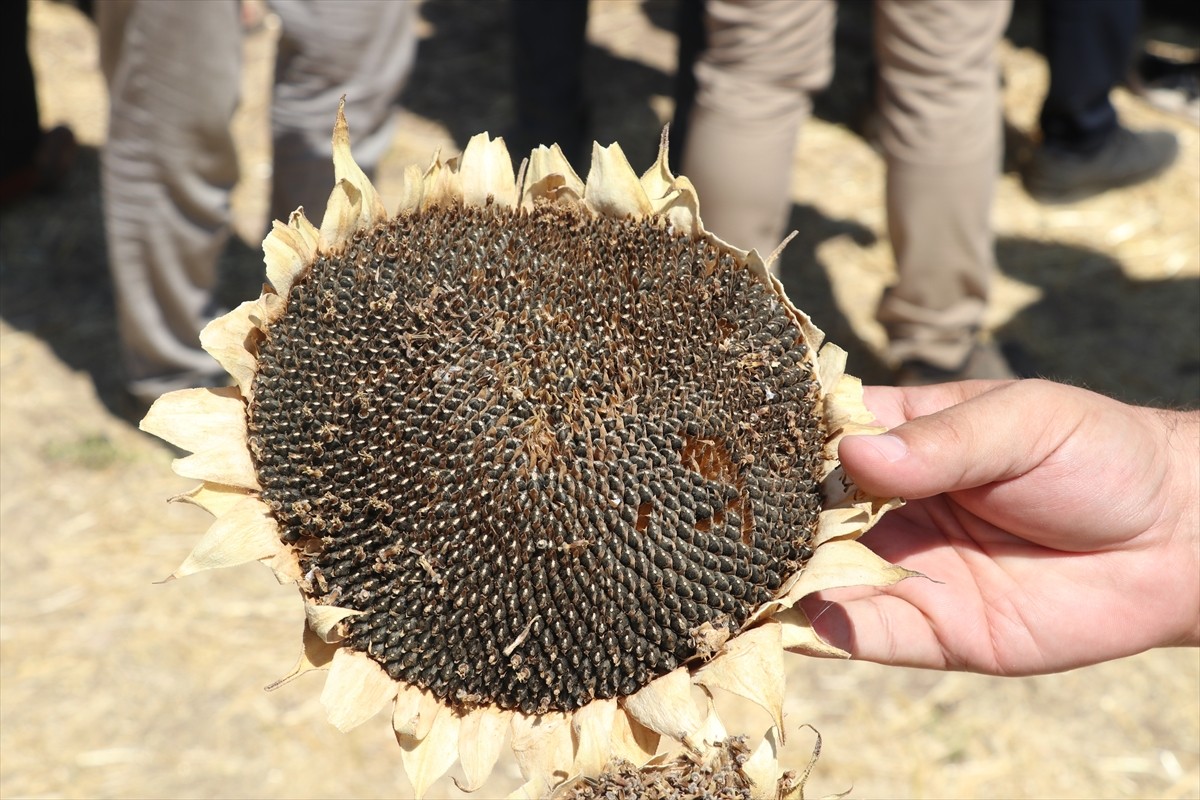 Batman’da bu yıl ilk kez ekimi gerçekleştirilen yağlık ayçiçeği hasadı düzenlenen etkinlikle...