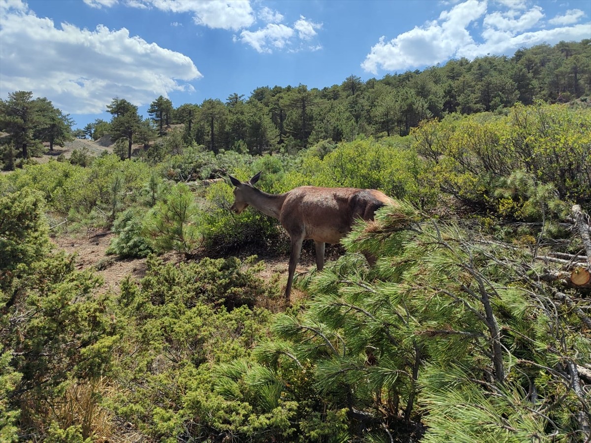 Burdur'daki Salda Gölü'nün çevresindeki ormanda kızıl geyik yavrusuna rastlandı. Paylaşımda yavru...