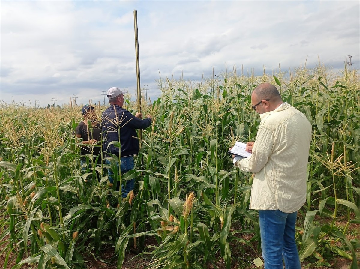 Çankırı Karatekin Üniversitesi (ÇAKÜ), bölgede yeni tarım ürünleri yetiştirilmesi konusunda...