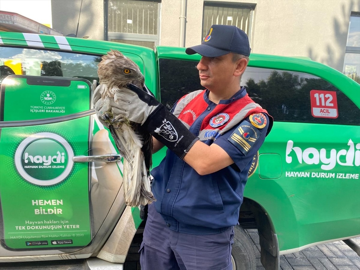 Çorum'un Kargı ilçesinde jandarma ekiplerince bitkin halde bulunan kartal, koruma altına alındı....