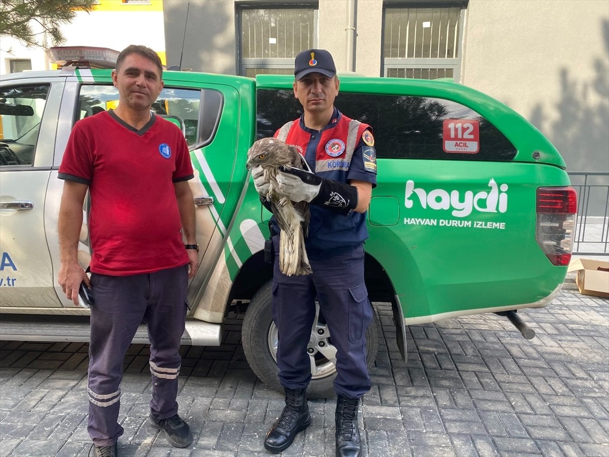 Çorum'un Kargı ilçesinde jandarma ekiplerince bitkin halde bulunan kartal, koruma altına alındı....