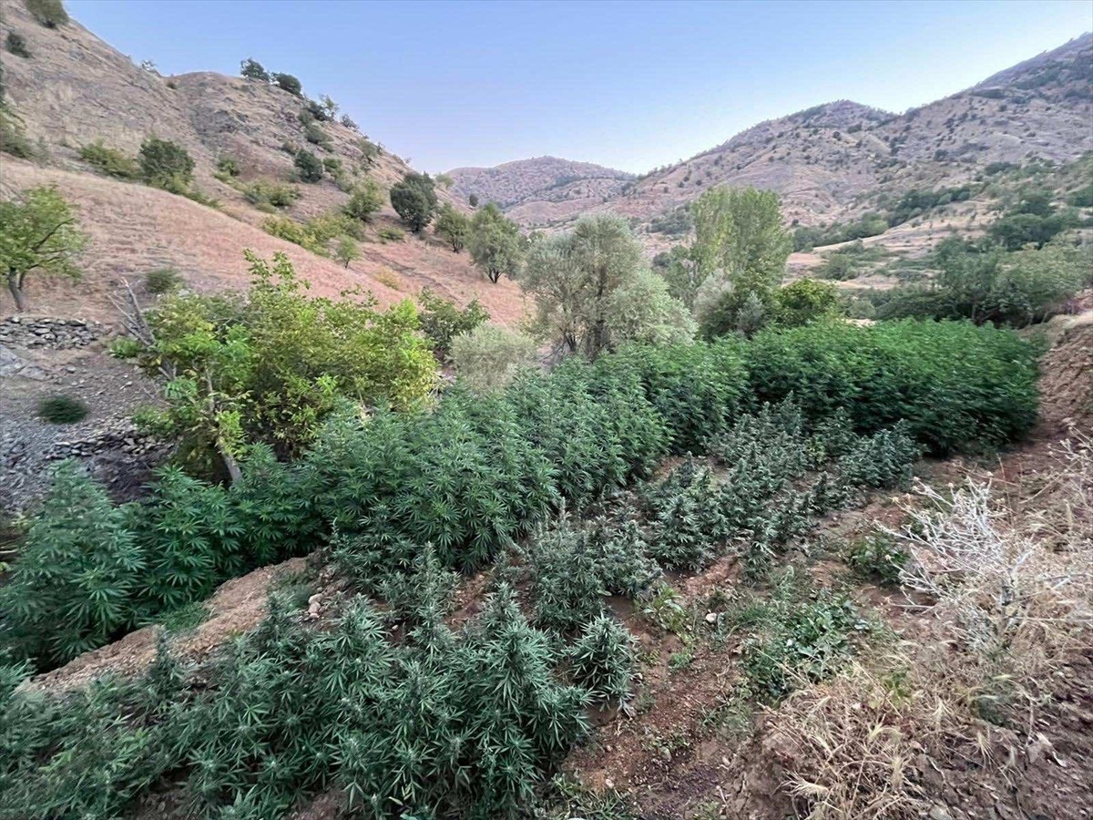 Diyarbakır'ın Lice ilçesinde düzenlenen operasyonda, 1 milyon 635 bin 230 kök Hint keneviri, 190...