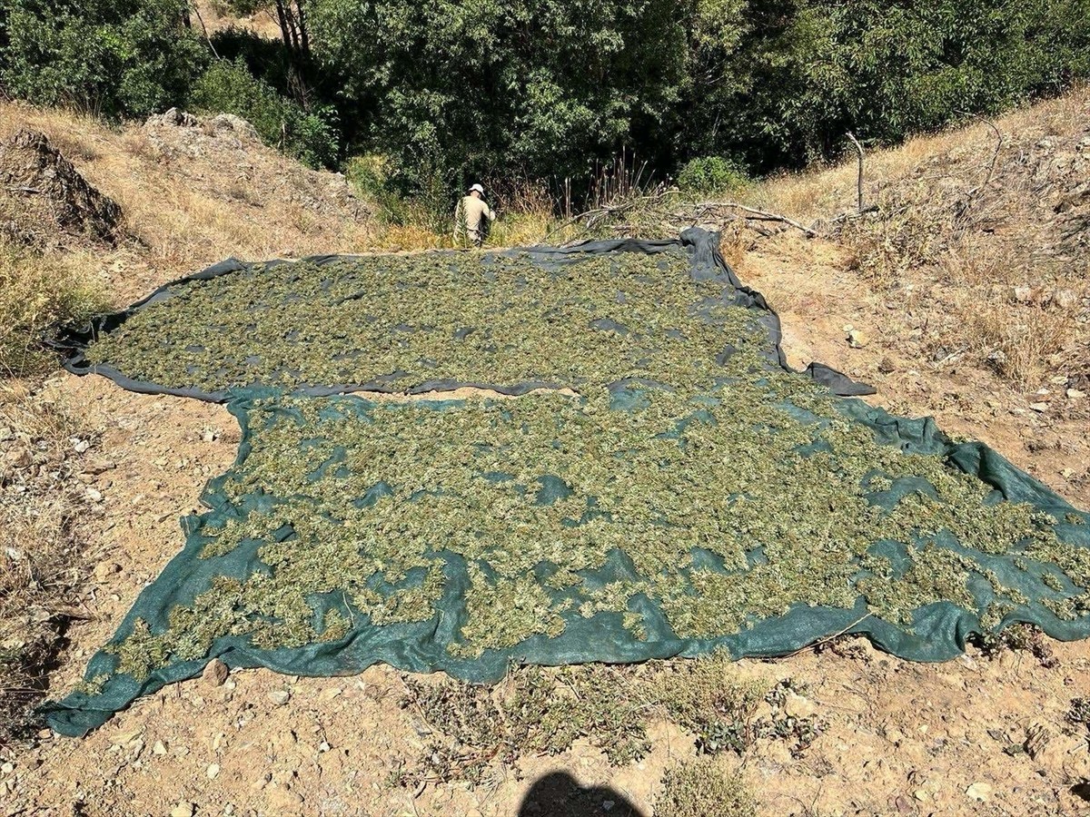 Diyarbakır'ın Lice ilçesinde düzenlenen operasyonda, 2 milyon 300 bin 500 kök kenevir, 414 bin 500...