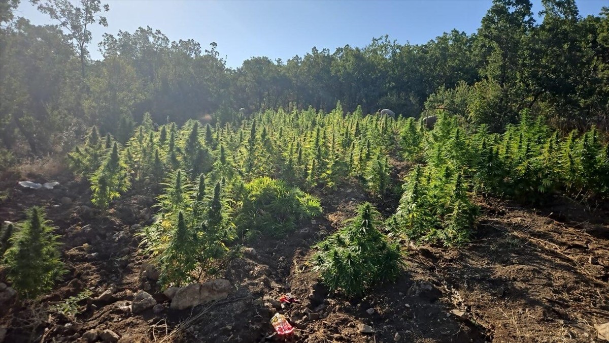 Diyarbakır'ın Lice ilçesinde düzenlenen operasyonda, 2 milyon kök Hint keneviri, 110 kilogram...