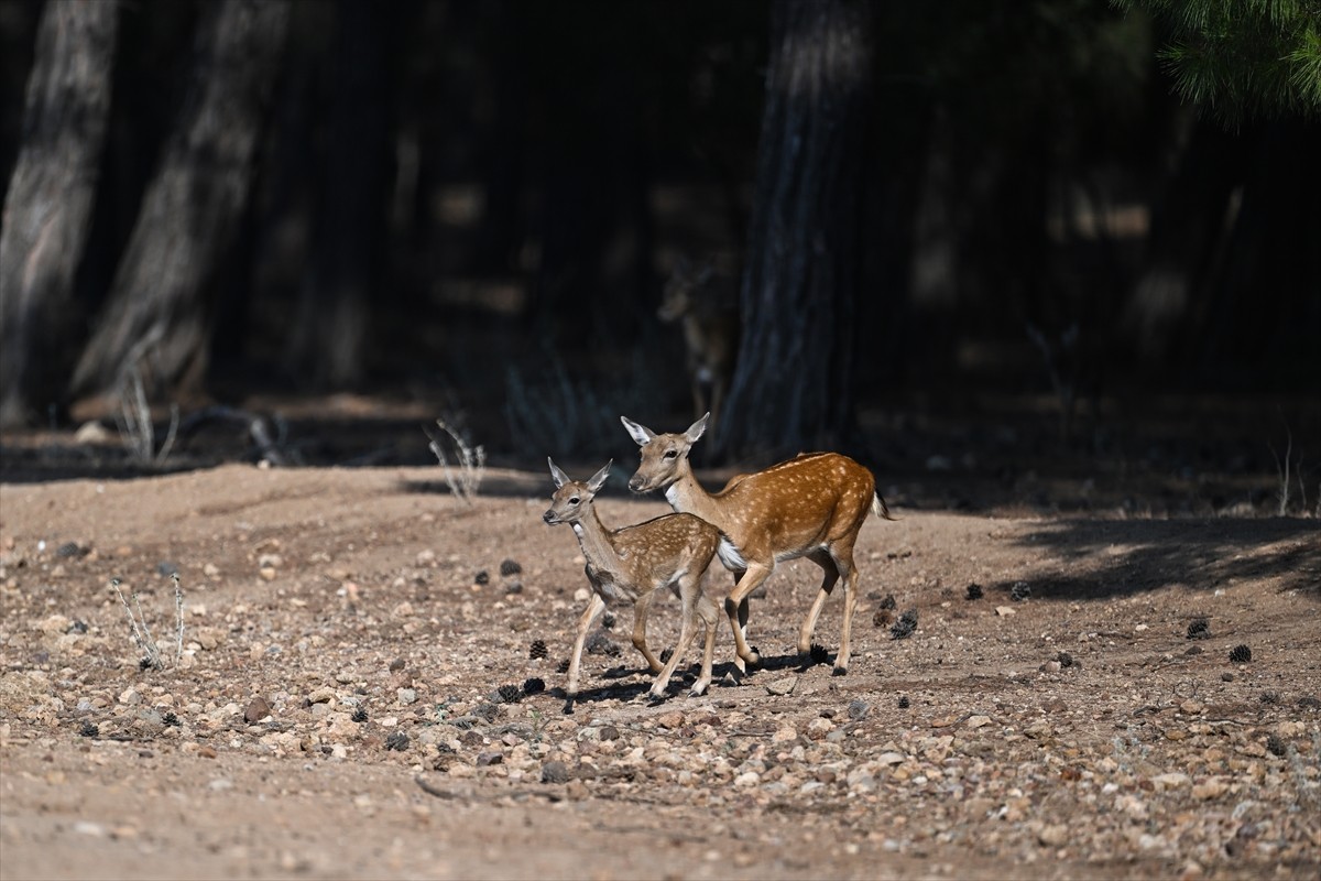 Doğa Koruma ve Milli Parklar Genel Müdürlüğü, alageyiklerin (dama dama) popülasyonunu artırmak...