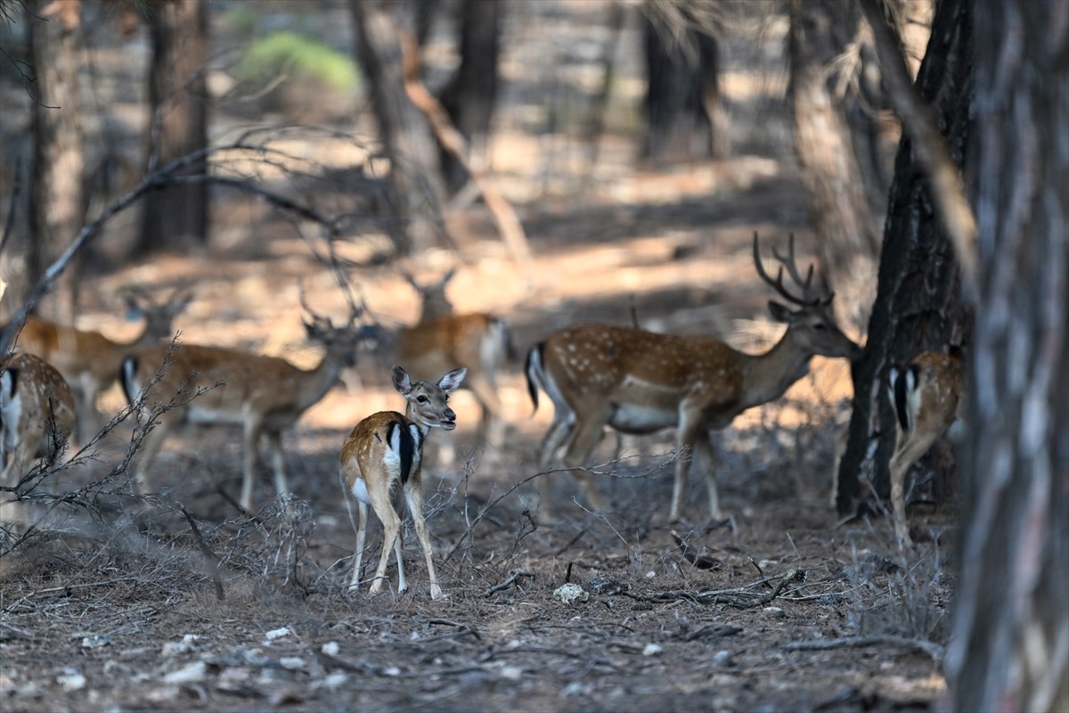 Doğa Koruma ve Milli Parklar Genel Müdürlüğü, alageyiklerin (dama dama) popülasyonunu artırmak...