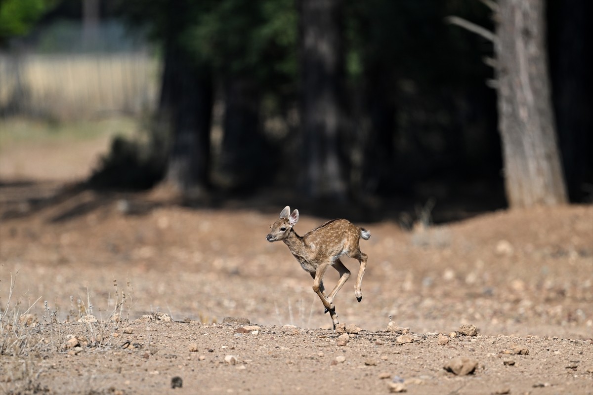 Doğa Koruma ve Milli Parklar Genel Müdürlüğü, alageyiklerin (dama dama) popülasyonunu artırmak...