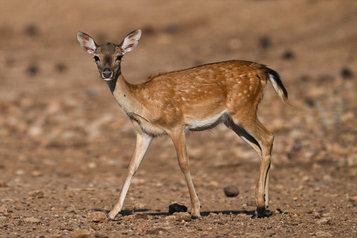 Doğa Koruma ve Milli Parklar Genel Müdürlüğü, alageyiklerin (dama dama) popülasyonunu artırmak...