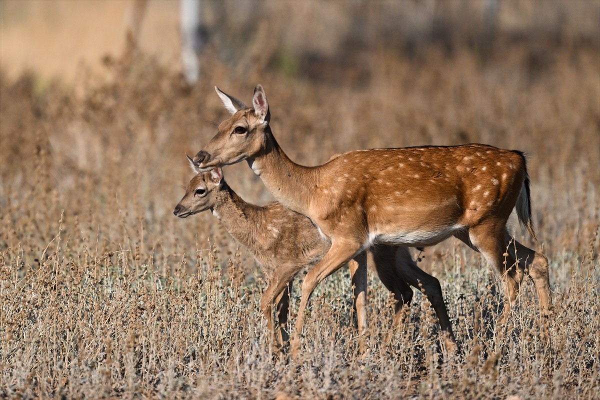 Doğa Koruma ve Milli Parklar Genel Müdürlüğü, alageyiklerin (dama dama) popülasyonunu artırmak...
