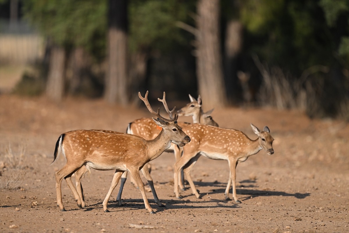 Doğa Koruma ve Milli Parklar Genel Müdürlüğü, alageyiklerin (dama dama) popülasyonunu artırmak...