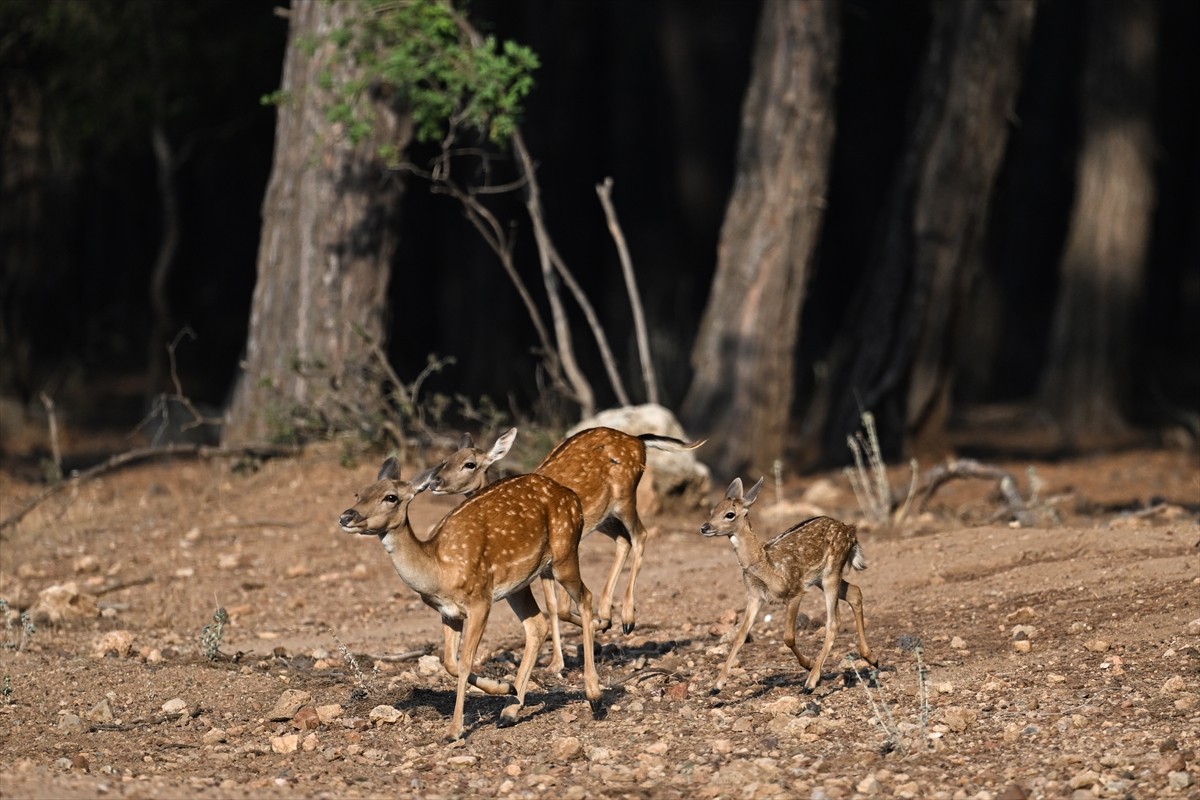 Doğa Koruma ve Milli Parklar Genel Müdürlüğü, alageyiklerin (dama dama) popülasyonunu artırmak...