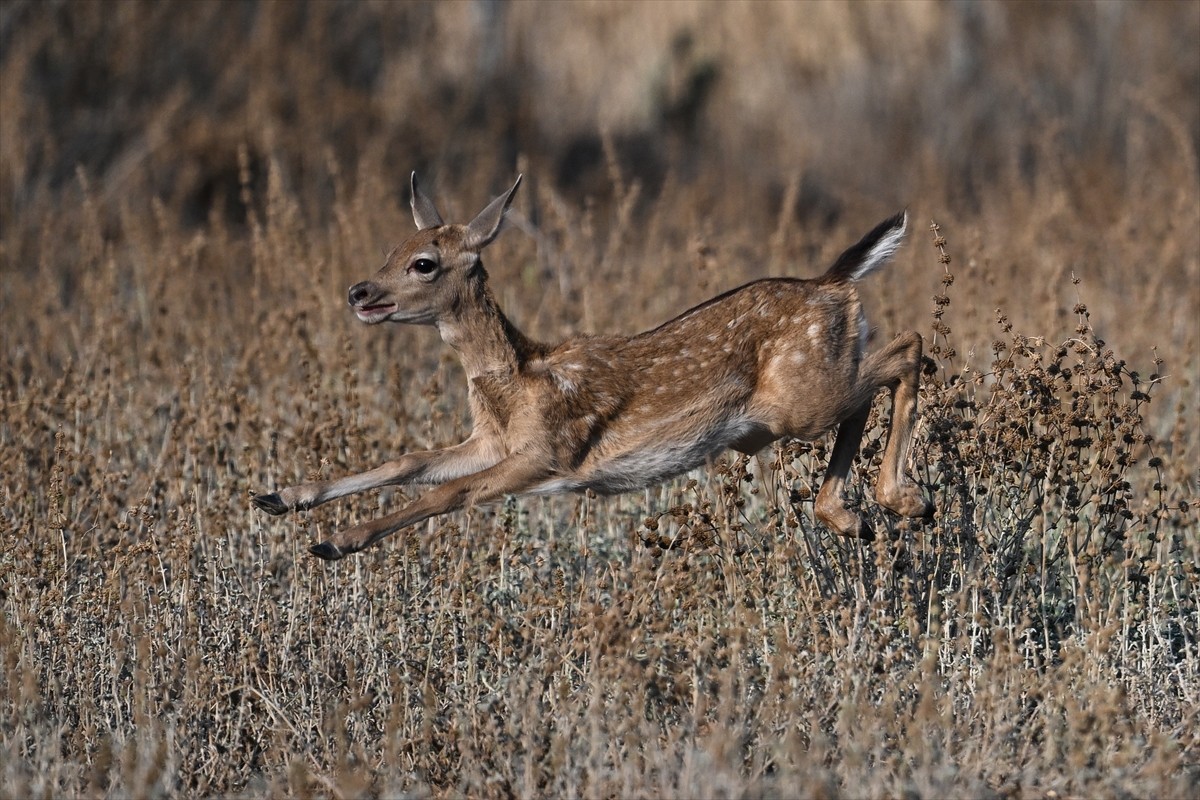 Doğa Koruma ve Milli Parklar Genel Müdürlüğü, alageyiklerin (dama dama) popülasyonunu artırmak...