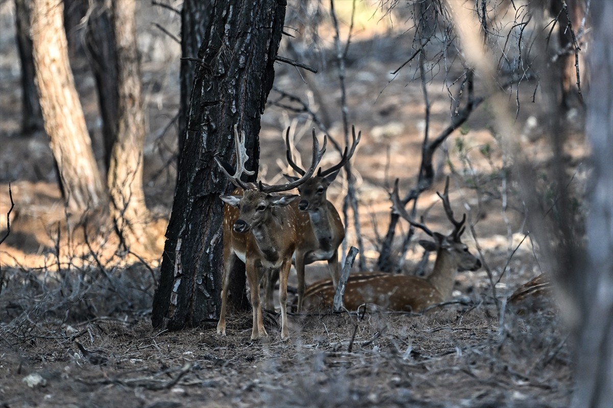 Doğa Koruma ve Milli Parklar Genel Müdürlüğü, alageyiklerin (dama dama) popülasyonunu artırmak...